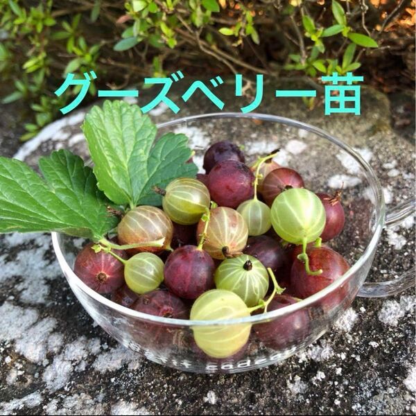 グーズベリー 西洋スグリ苗 実生ベビー苗土付き抜き苗