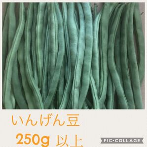 いんげん豆250g以上