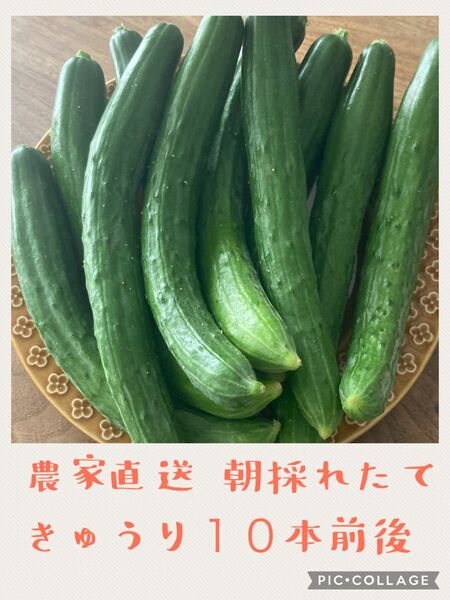 農家直送 新鮮お野菜 きゅうり10本前後