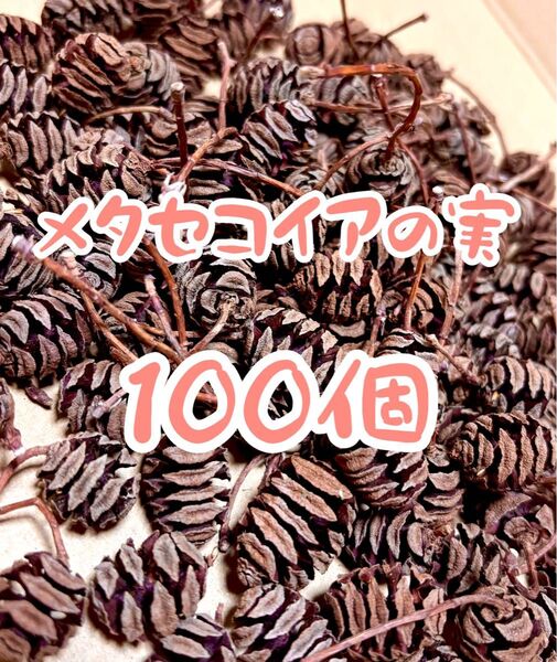 【100個】メタセコイアの実 木の実 天然素材 ハンドメイド リース 松ぼっくり