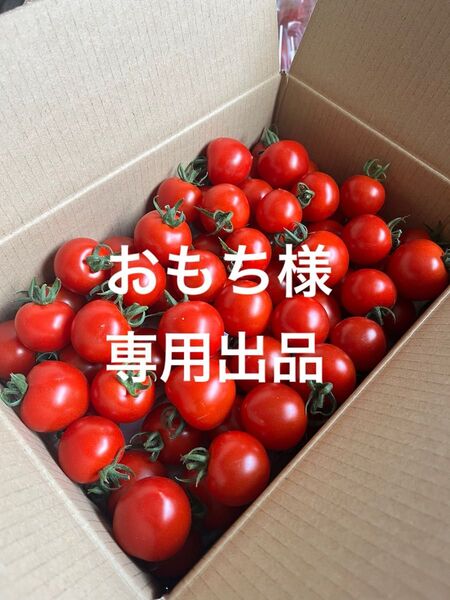 山形県産 中玉トマト規格外《シンディースイート》