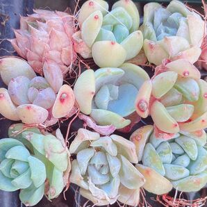 138 ミニミニ苗 多肉植物 韓国苗 ミックス 9苗セット!!