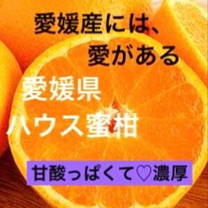 愛媛ハウス蜜柑