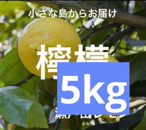 国産瀬戸田レモン5kg