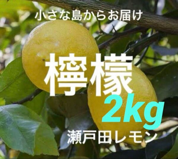 国産瀬戸田レモン2kg