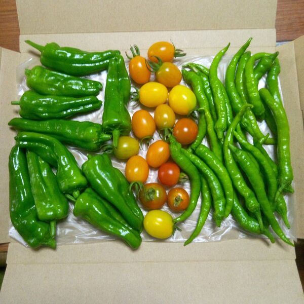 野菜の詰め合わせ 3種類