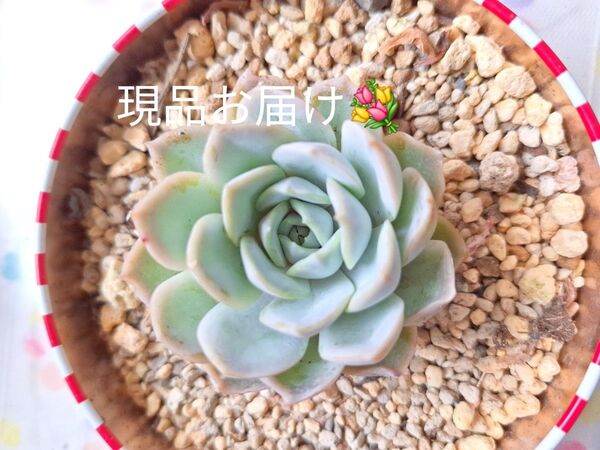エケベリア ジョゼリン 6cm 多肉植物 エケベリア