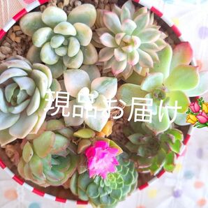 カラフル多肉植物ボリュームセット エケベリア 多肉植物 詰め合わせ