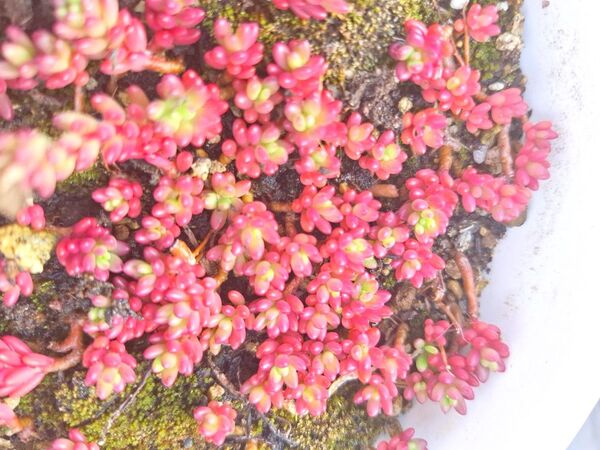 ピンキー ポーチュラカ 30カット以上 カット苗 多肉植物