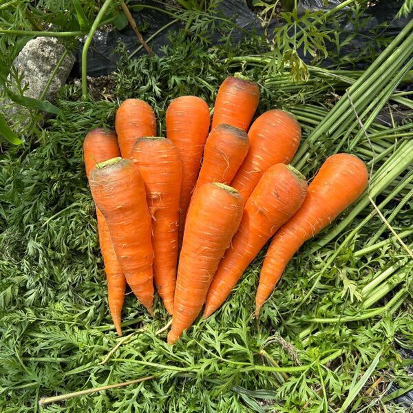 無農薬栽培の人参 約7kg
