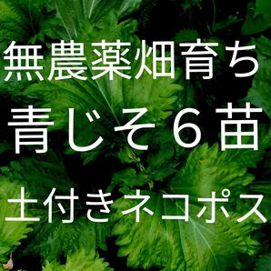 青じそ6苗 無農薬畑育ち 土付きネコポス 鮮度保持袋入り 美味しい空気で自然のまま育てています