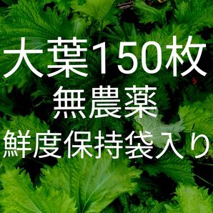 大葉150枚 水洗い済 鮮度保持袋入りネコポス発送 完全無農薬畑育ち 青じそ 青紫蘇 美味しい空気で自然のまま育てています