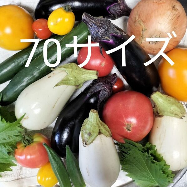 野菜詰め合わせ 野菜セット 宅急便70サイズ 5キロ 完全無農薬畑育ち 鮮度保持袋入り 美味しい空気で育てています