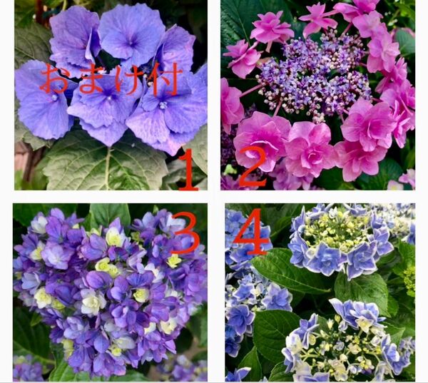★最終★ 紫陽花 挿し穂 各種2計8本 おまけ2本の 合計10本 挿し木 紫陽花 アジサイ★