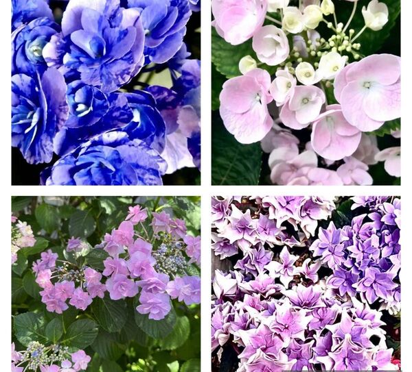★最終★希少な紫陽花の挿し穂になります。挿し穂各種2 合計8本になります。2本おまけ付★ 挿し木 紫陽花 アジサイ