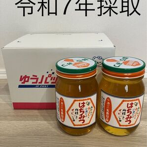 はちみつ みかん蜜600g 2本
