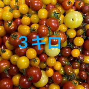 ミニトマト