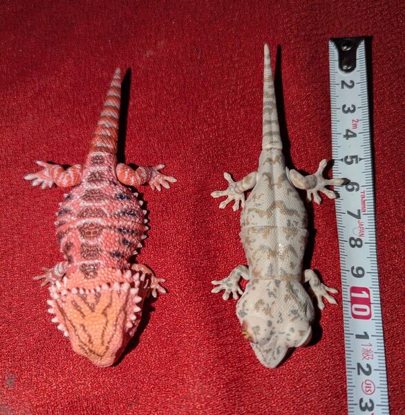 ジャンク いきもの大図鑑 ニホンヤモリ フトアゴヒゲトカゲ ライトブラウン