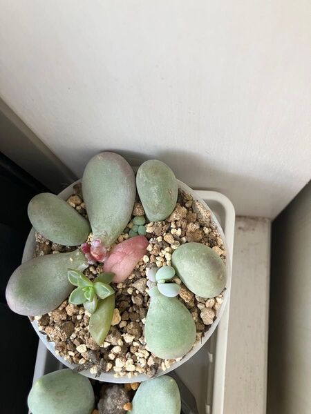 多肉植物 グラチニカウレ葉挿し 根付き抜き苗 写真全て 3/25撮影 2枚目〜7/19現在成長中!ポスト投函です