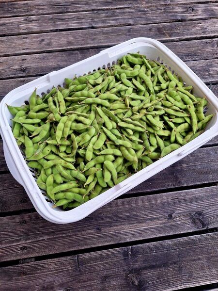 埼玉県産採れたて新鮮野菜 訳あり枝豆 湯上がり娘 1kg