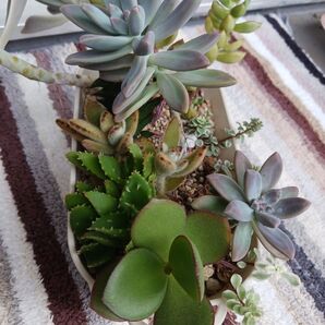 多肉植物 寄せ植えセット 抜き苗