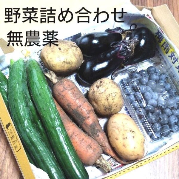 野菜詰め合わせ 宅急便コンパクト 栃木県産 無農薬 人参 じゃがいも きゅうり ナス ブルーベリー 常温発送