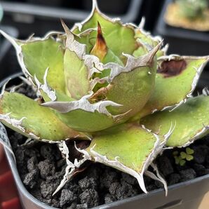 アガベ チタノタ Agave titanota fo076 中株 発根すみ 送料込み 葉焼けあり