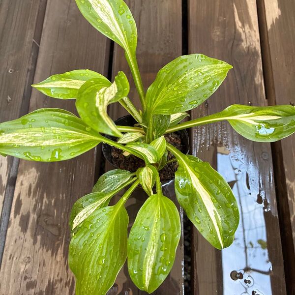 花芽付き ギボウシ ホスタ 斑入り 苗 3芽 ネコポス