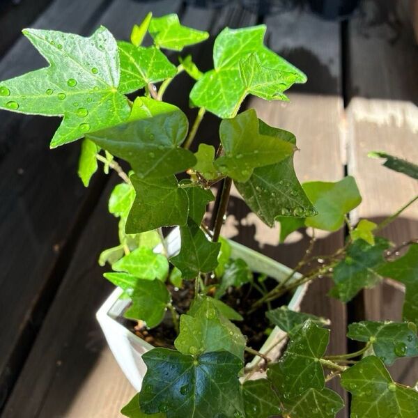 アイビー へデラ 抜き苗 観葉植物 つる性植物