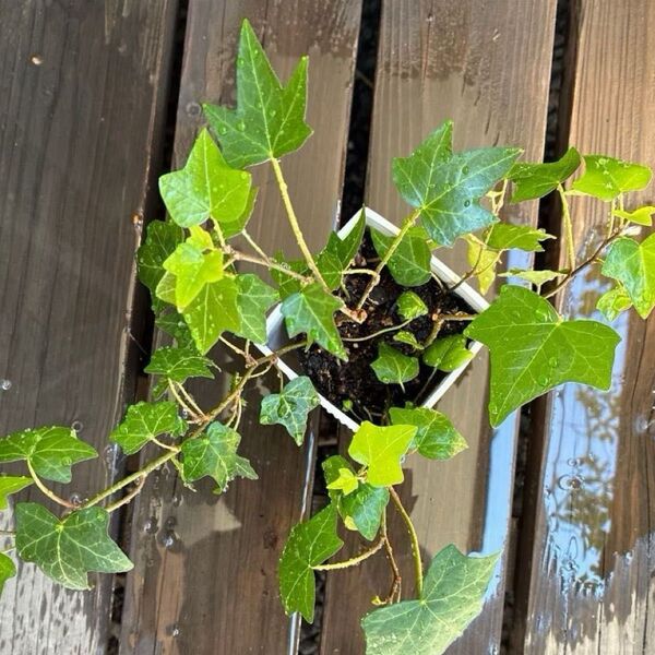 アイビー へデラ 抜き苗 観葉植物 つる性植物
