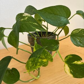 ポトス 斑入り 中苗 抜き苗 ネコポス
