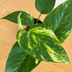 ポトス 斑入り 抜き苗