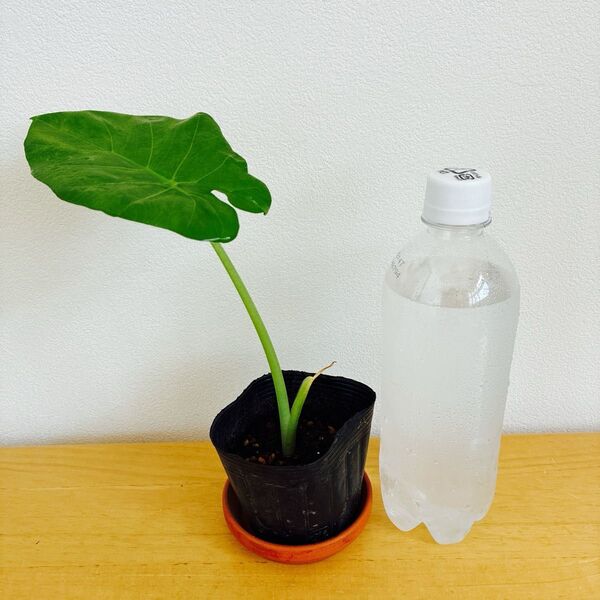 クワズイモ 赤ちゃん苗 24cm 観葉植物 抜き苗