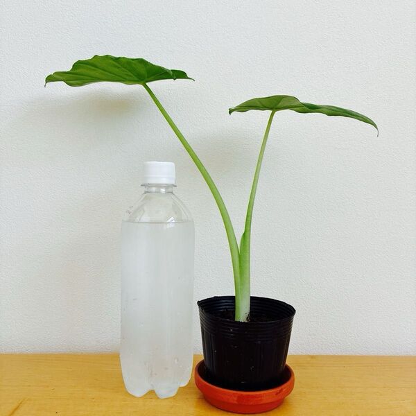 クワズイモ 子ども苗 32cm 観葉植物 抜き苗