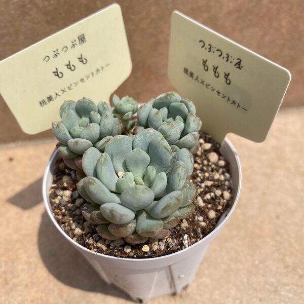 【ももも】つぶつぶ屋 エケベリ屋 ミソップ miso苗 クアトロ 多肉植物 セダム セデベリア エケベリア