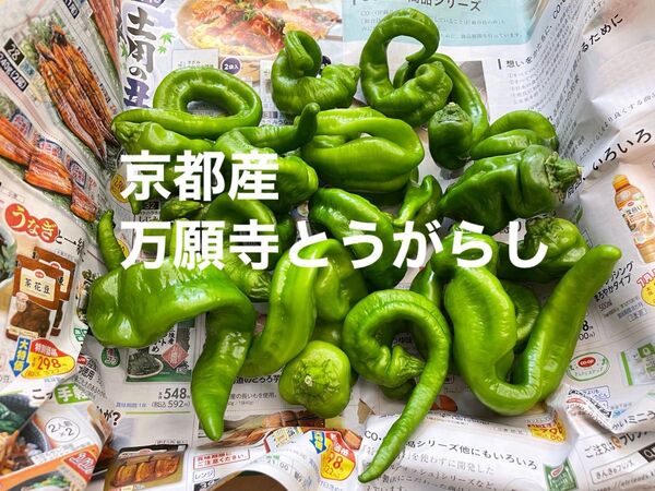 万願寺とうがらし