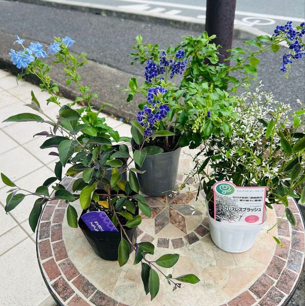 夏に強いお花5点セットデュランタ ルリマツリ西洋ニンジンボクユーホルビアアジュガ