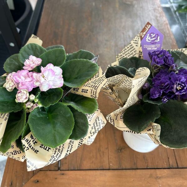 セントポーリアプレミアム 2セット 観葉植物