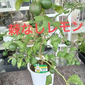 レモンの苗木 棘なし シシリアン 7号鉢植え 実付き