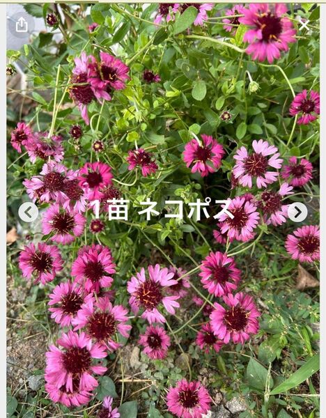 ガイラルディア グレープセンセイショーン 耐寒性多年草 丈夫 オシャレ 希少