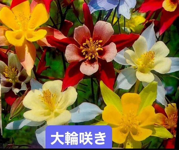 西洋オダマキ 大輪咲きち中心の花弁とそのまわりの赤黄白淡青など色付いた大きなガクとコントラストが美しい花25粒