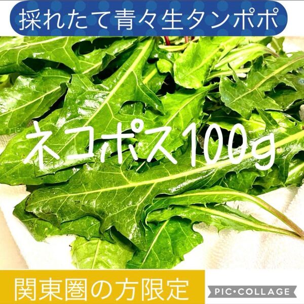 【関東圏の方限定】採れたて新鮮 青々生タンポポ ネコポス 100g 17時までの購入で当日最短出荷 うさぎ モルモット リクガメ餌