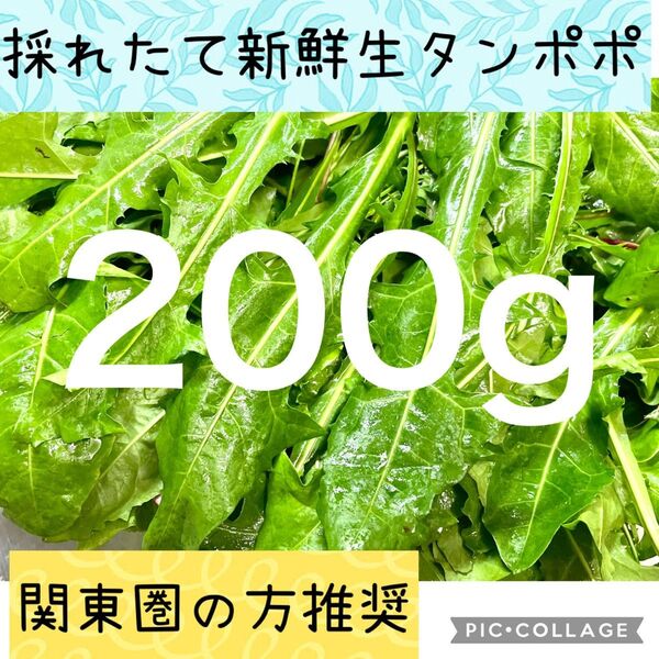 【関東圏の方推奨】採れたて新鮮 青々生タンポポ ネコポス 200g 小動物エサ モルモット うさぎ リクガメ餌