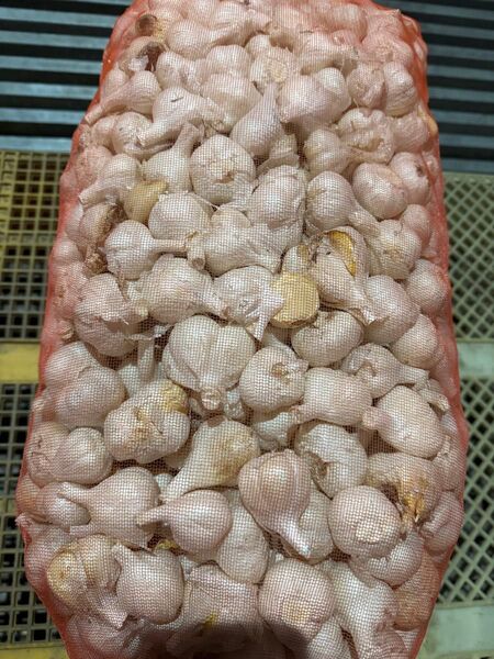 令和7年度 青森県産 にんにく 福地ホワイト六片 小 10kg