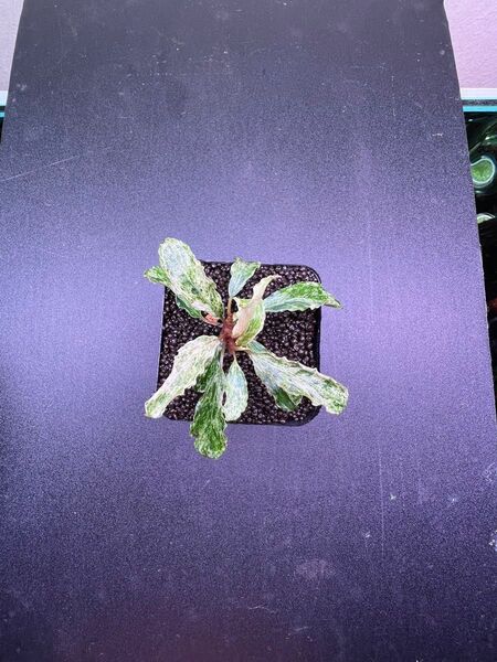 Bucephalandra sp. Varigata