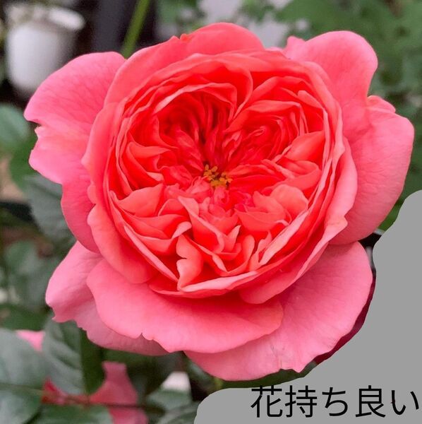 バラ苗 中香 四季咲き タイプ1