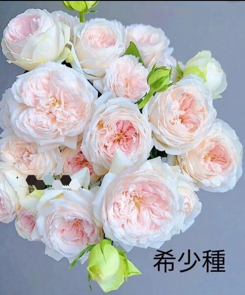 希少バラ苗 入手困難な海外種 四季咲き