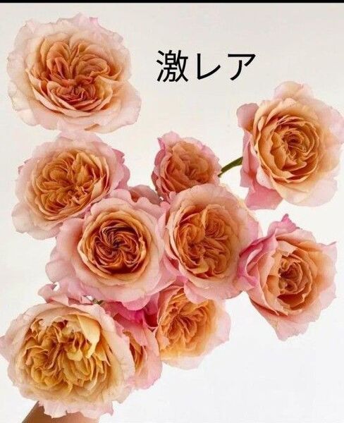 激レアバラ苗 海外種 四季咲き 大輪