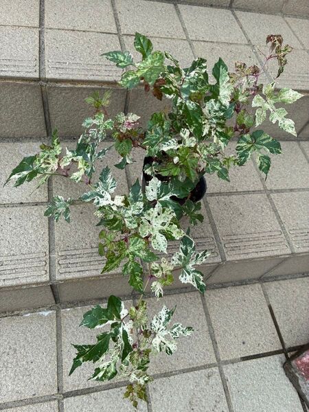斑入り ウマブドウ 馬ブドウ ブスの実 ポットごと発送 花芽付き 盆栽 健康茶