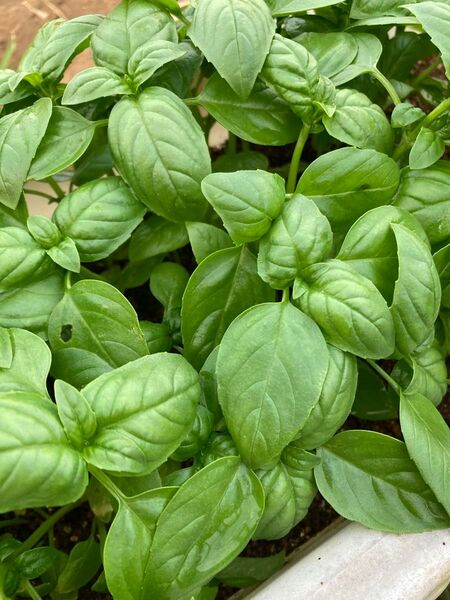 バジル苗 5本 抜き苗